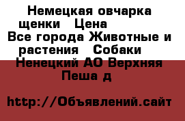 Немецкая овчарка щенки › Цена ­ 20 000 - Все города Животные и растения » Собаки   . Ненецкий АО,Верхняя Пеша д.